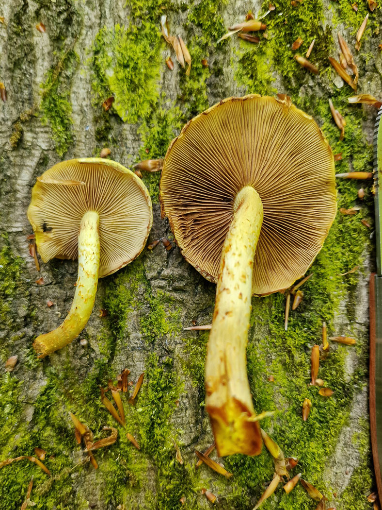 Photo © Lisa Rock Pholiota adiposa by Lisa Rock